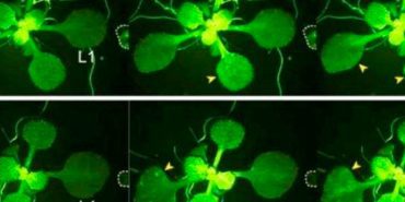 Japon-bilim-insanları-keşfetti--Bitkiler-böcekler-hakkında-aralarında-konuşuyor