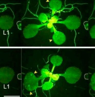 Japon-bilim-insanları-keşfetti--Bitkiler-böcekler-hakkında-aralarında-konuşuyor