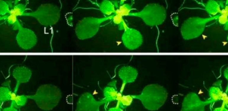 Japon-bilim-insanları-keşfetti--Bitkiler-böcekler-hakkında-aralarında-konuşuyor