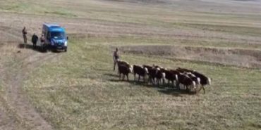 Jandarma, 30 kayıp ineği dronlar aracılığıyla buldu