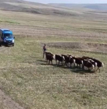 Jandarma, 30 kayıp ineği dronlar aracılığıyla buldu