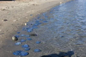 Yeni Proje - 2023-11-15T154309.322