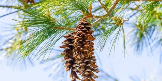 Doğal hazine: Çam terebentin
