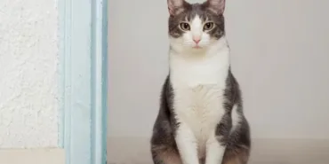 kedi