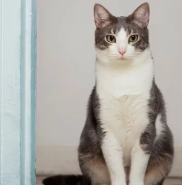 kedi