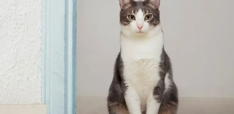 kedi
