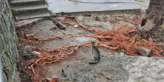 Sokak kedisi, her gün limana gelip fırtınada kaybettiği yavrularını arıyor