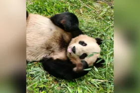pando