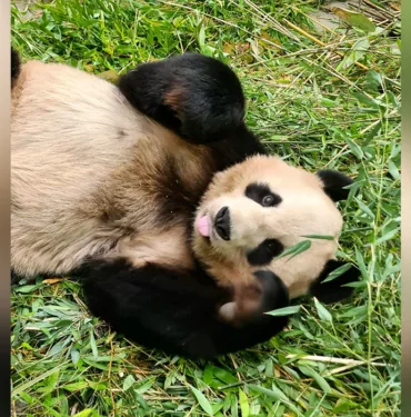 pando