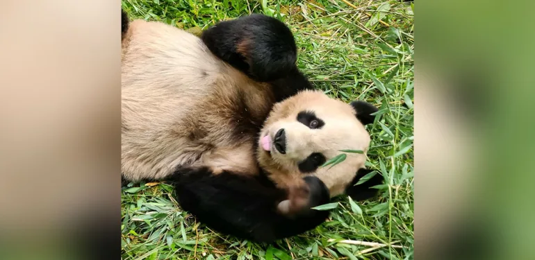 pando