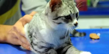 tek patili kedi sahiplendirildi