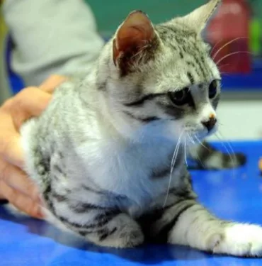 tek patili kedi sahiplendirildi