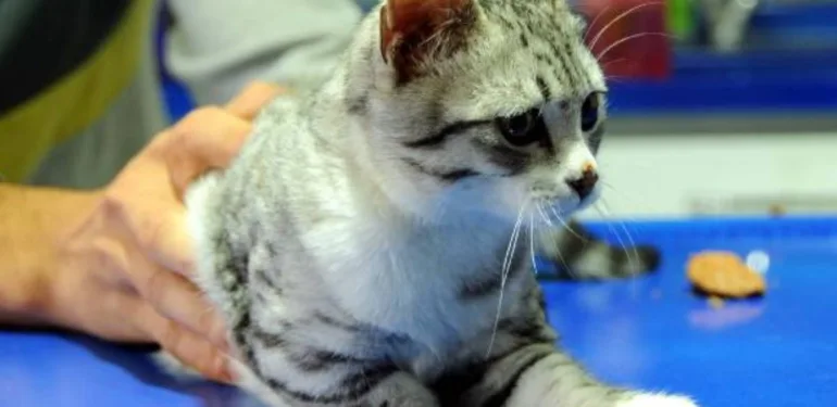 tek patili kedi sahiplendirildi