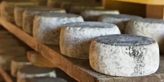 Küflenmiş gıdaların riskleri: Tüketilebilir mi, tüketilemez mi?