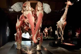 hayvan anatomi sergisi