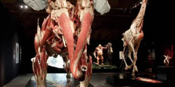 Dünyanın en kapsamlı hayvan anatomi sergisi İstanbul’da açıldı!