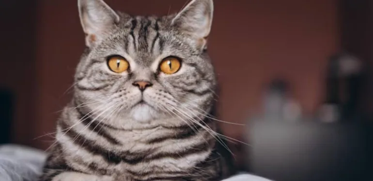 kedi 1