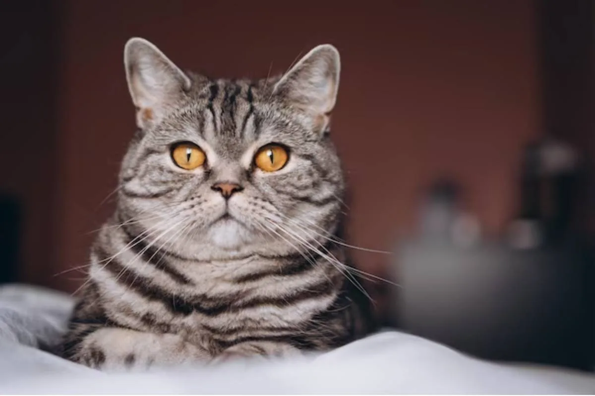 kedi 1