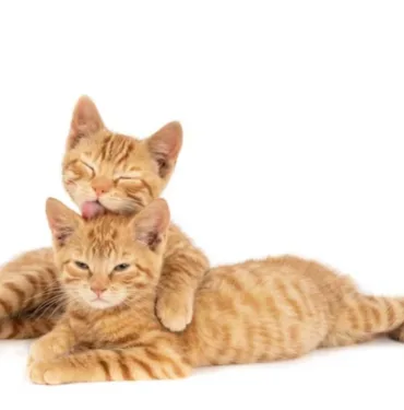kedi