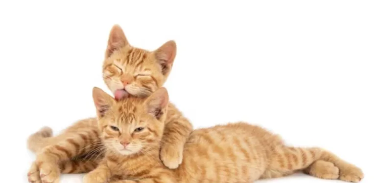 kedi