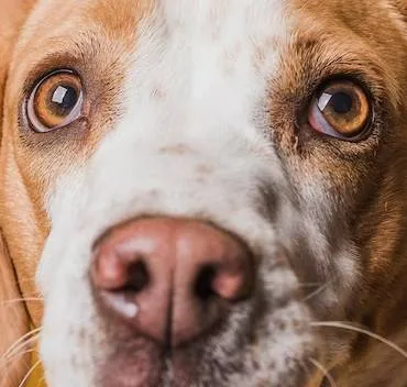 köpek (1)