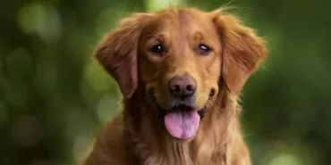 köpek