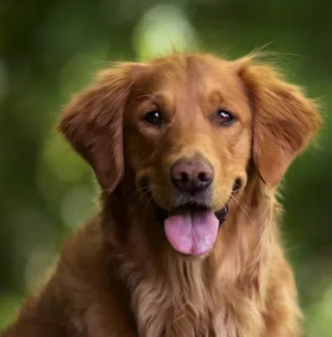 köpek