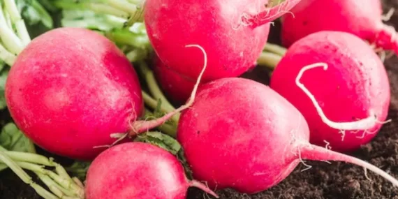 Suda pişiriliyor, kansere geçit vermiyor… Tümör hücrelerini tek tek öldüren doğal yöntem!