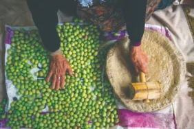 zeytin yetiştiriciliği