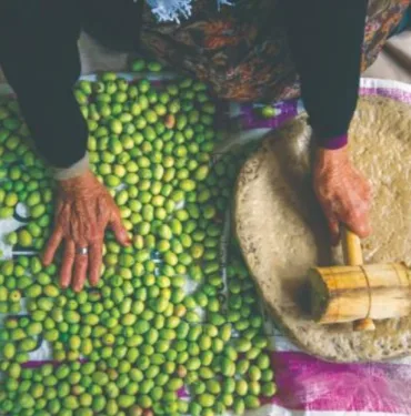 zeytin yetiştiriciliği