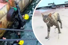 Beşiktaş'ta-dalgıçlı-kedi-kurtarma-operasyonu-mutlu-sonla-bitti-2