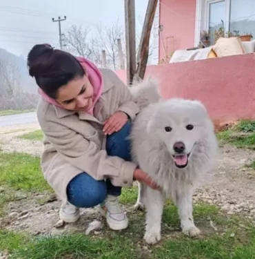Köpek Kutup