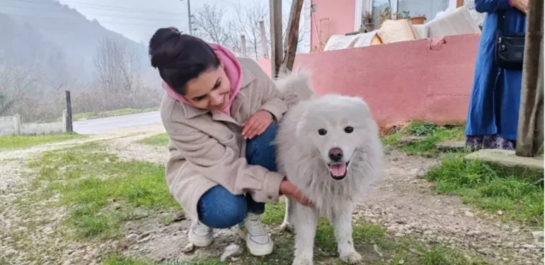 Köpek Kutup
