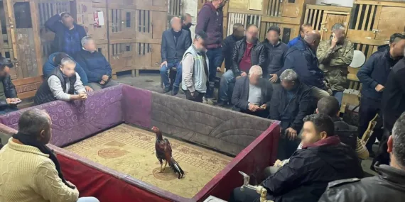 Horoz dövüştürmek pahalıya mal oldu! Polis ekiplerinden gizli operasyon…