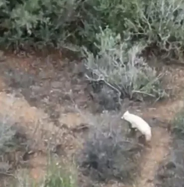 albino