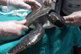 deniz kaplumbağası dekamer