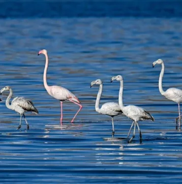 flamingo