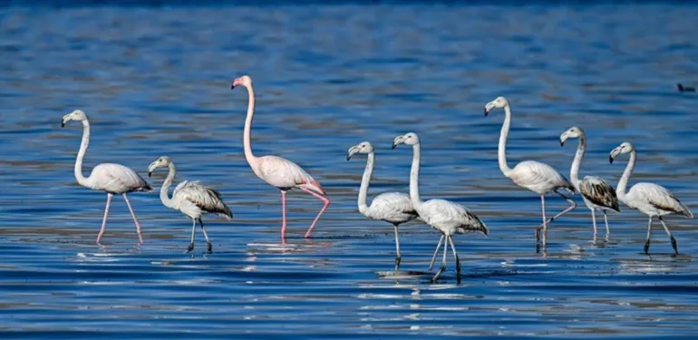 flamingo