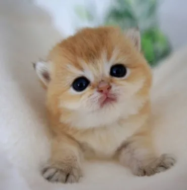 kedi