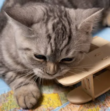 kedi