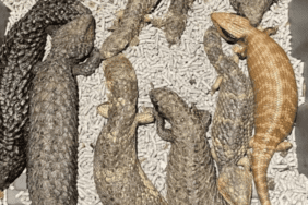 kertenkelejpg-KvlCX3QQNU_nLdw0-6EN_Q (1)