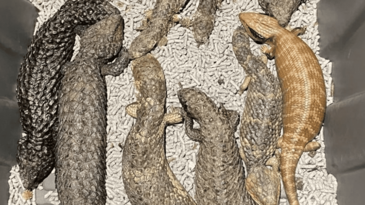 kertenkelejpg-KvlCX3QQNU_nLdw0-6EN_Q (1)