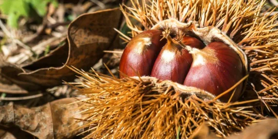 Kolesterolü düşürüyor, kanserden koruyor! 15 tanesi 5 dilim ekmeğe eş değer…