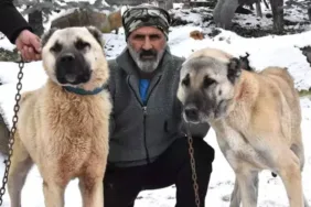 sivas kangal
