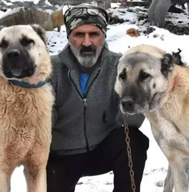 sivas kangal