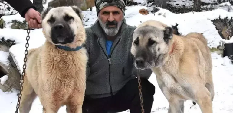 sivas kangal