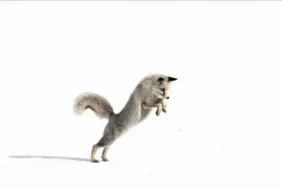 1 saat iz sürüp avını yakaladı! Aç tilkinin karla kaplı arazide avını yakalaması görüntülendi...