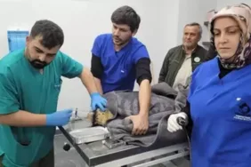 Ağzı balık iğnesi ile parçalandı... Caretta caretta tedavi altına alındı