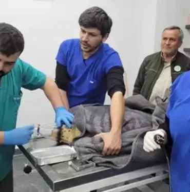 Ağzı balık iğnesi ile parçalandı... Caretta caretta tedavi altına alındı