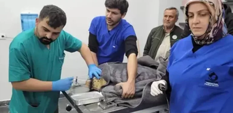 Ağzı balık iğnesi ile parçalandı... Caretta caretta tedavi altına alındı